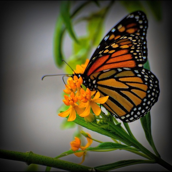 🦋 Welcome to my Closet! 🦋 - Picture 2 of 8